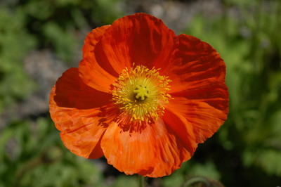 

Amir Enterprises poppy Seed(20 per packet)
