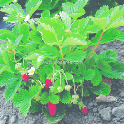 

Biocarve Strawberry Seed(50 per packet)