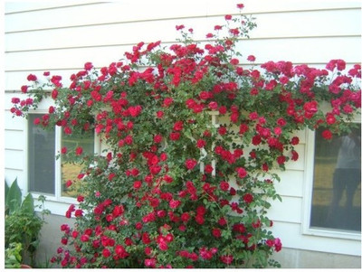 

GREENZ Rose Seed(10 per packet)