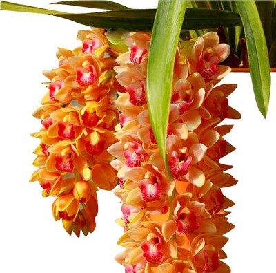 

Futaba Cymbidium Maxillaria Goeringii Noble Orchid Seed(20 per packet)