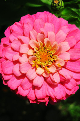 Seedlings india Zinnia Illumination Hybrid Seed(60 per packet)