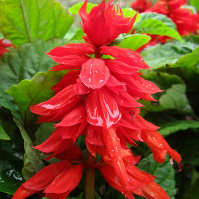 

Biocarve Salvia Red Seed(50 per packet)
