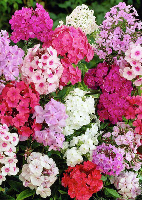 

Real Seed Phlox Seed(100 per packet)