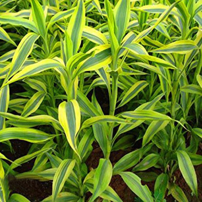 

Futaba Chlorophytum Seeds Seed(100 per packet)