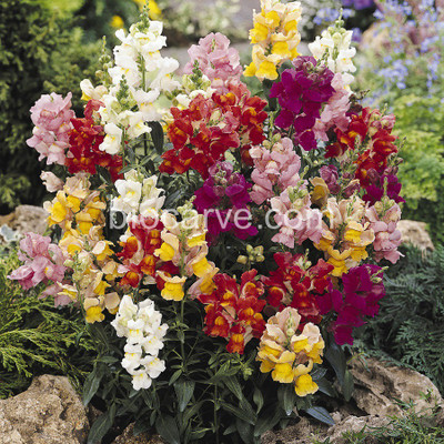 

Biocarve Antirrhinum Seed(50 per packet)