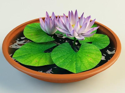

National Gardens Lotus Flower Seeds - Nelumbo nucifera by National Gardens Seed(10 per packet)
