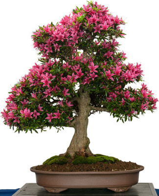 

Priyathams Imported BONSAI Japanese Red Maple and Green Cedar Indoor Plant Seed(10 per packet)