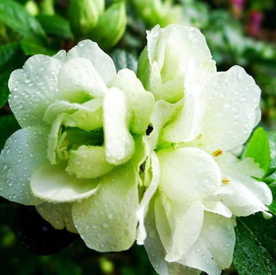 

Futaba Rare Bonsai Green Azalea Seed(200 per packet)