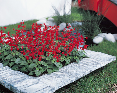 SaaHeli Salvia Red Seed(10 Per Packet)