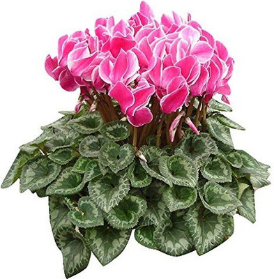 

Futaba Cyclamen Flower Seed(100 per packet)