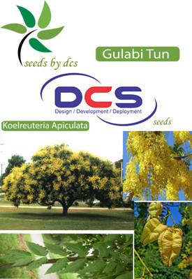 

DCS Gulabi Tun Seed(20 Per Packet)