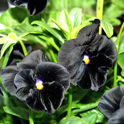 

E Garden PANSY Clear Crystal Black Seed(20 per packet)