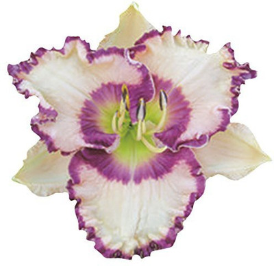

Futaba Heirloom Hybrid Daylily Flower Seed Seed(5 per packet)