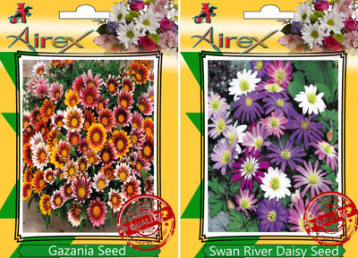 

Airex Gazania, Swan River Daisy Seed(20 per packet)