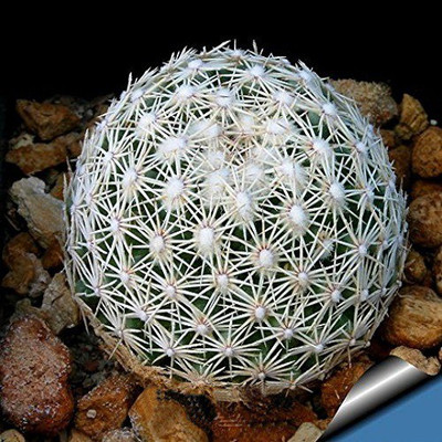

Futaba Aurora ball Cactus Seed(10 per packet)