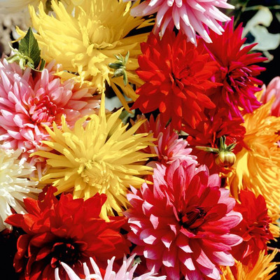 

Amir Enterprises Dahlia Seed(20 Per Packet)