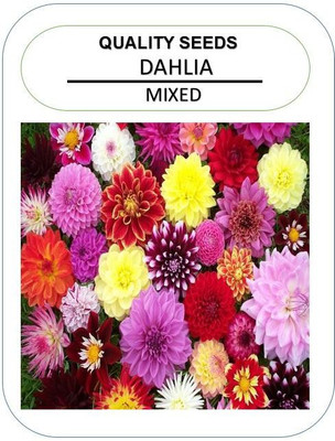 

NeART Dahlia Mixed Seed(50 per packet)
