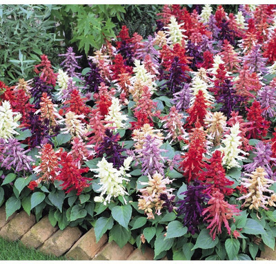 

Agricart Salvia Vista F1 Mix Seed(20 per packet)