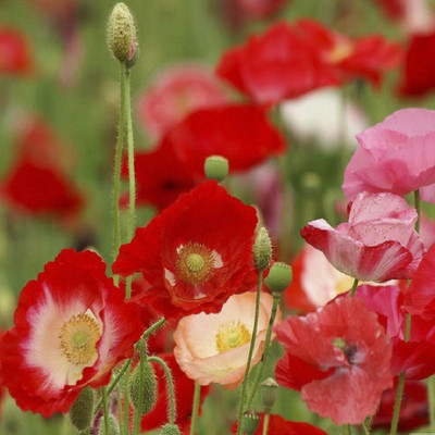 

Biocarve Indian Shirley Poppy Seed(200 per packet)