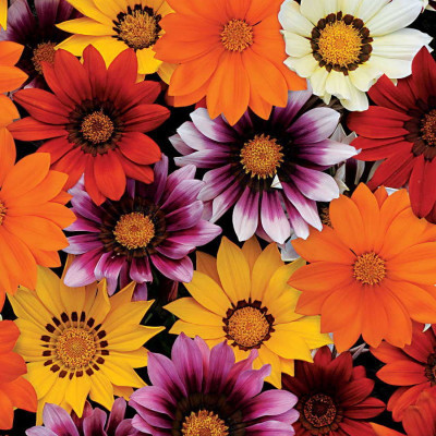 

Agricart Gazania New Day F1 Mix Seed(10 per packet)