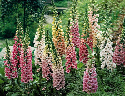 

National Gardens Foxglove Flower Seeds by National Gardens Seed(100 per packet)