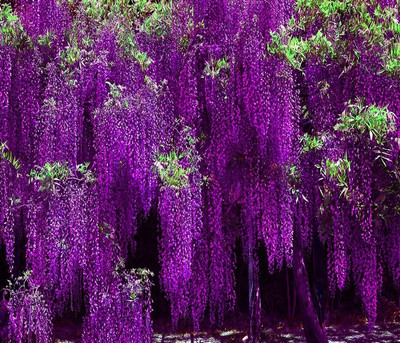 

Vsquare Retail Japanese Wisteria Long Blossom Flower Tree Seed(5 per packet)