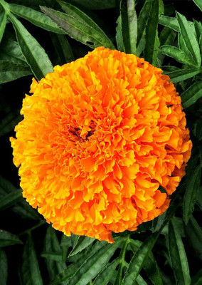 

Real Seed Marigold African Mixed Hybrid Imported Seed(20 per packet)