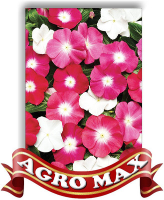 

AGRO MAX VINCA PINK Seed(50 per packet)