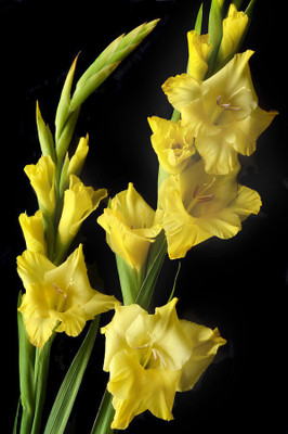 

Easy Gardening Yellow Gladiolus Seed(10 per packet)