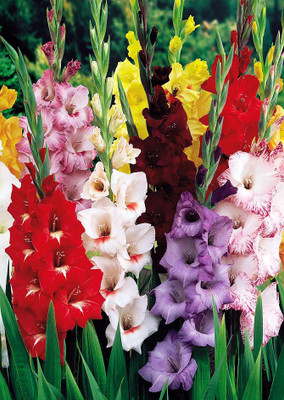 

Real Seed Larkspur Seed(40 Per Packet)