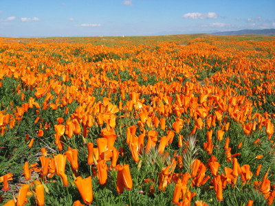 

Saaheli Flower Seeds Seed(10 per packet)