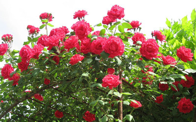 

Futaba Rose Seed(100 per packet)