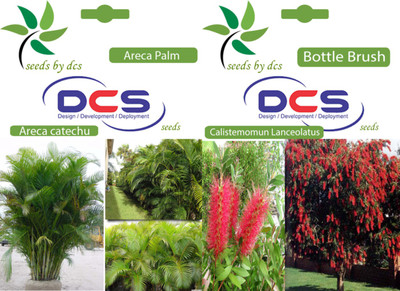 

DCS Areca Palm and Bottle Brush Seed(10 per packet)