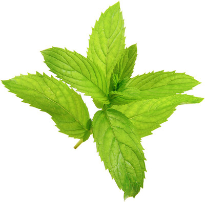 

Imago Peppermint Seed(20 per packet)