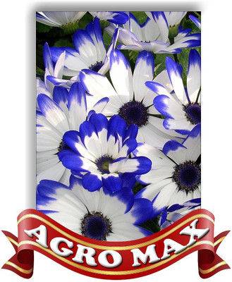 

AGRO MAX CINERARIA CHOICE MIXED Seed(50 per packet)