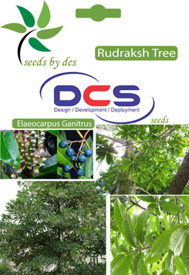

DCS Rudraksh Seed(2 per packet)