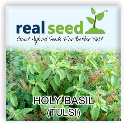 

Real Seed Holy Basil (Tulsi) Herb Seeds Seed(100 per packet)
