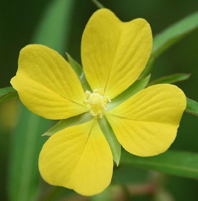 

National Gardens Seedbox Water Primrose Herb / Flower Seed(100 per packet)