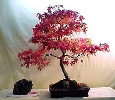 Vsquare Retail Japanese Red Maple Bonsai Tree Seeds Seed(5 per packet)