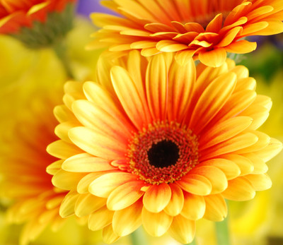 

Eplant gerbera Seed(20 per packet)