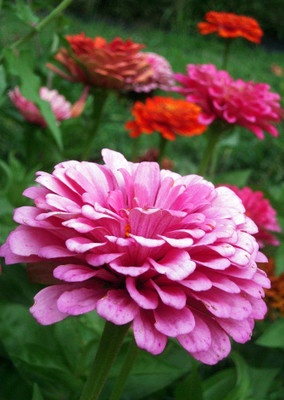 

Real Seed Zinnia Pink Seed(20 per packet)