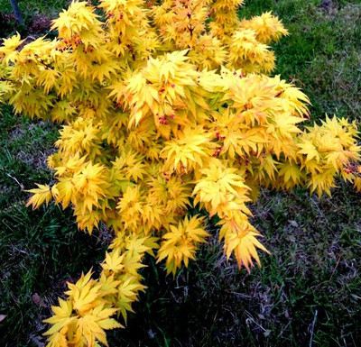 Futaba Yellow Maple Seeds Seed(20 per packet)