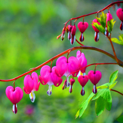 

Mpro-Tech Fuchsia lantern Seed(20 per packet)