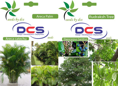 

DCS Areca Palm & Rudraksh Seeds Seed(10 per packet)
