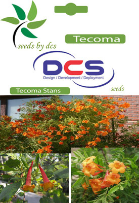 DCS Tecoma Seed(5 per packet)