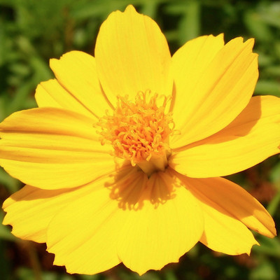 

Biocarve Cosmos sulphureus Bright Light Seed(100 per packet)