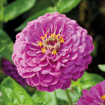 

Amir Enterprises zinnia Seed(20 per packet)