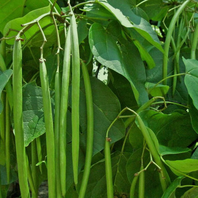

Biocarve Beans Seed(20 per packet)