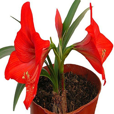 

Futaba Barbados Lily Flower Seed(100 per packet)