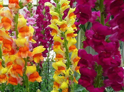

Omaxe Antirrhinum Seed(1 per packet)